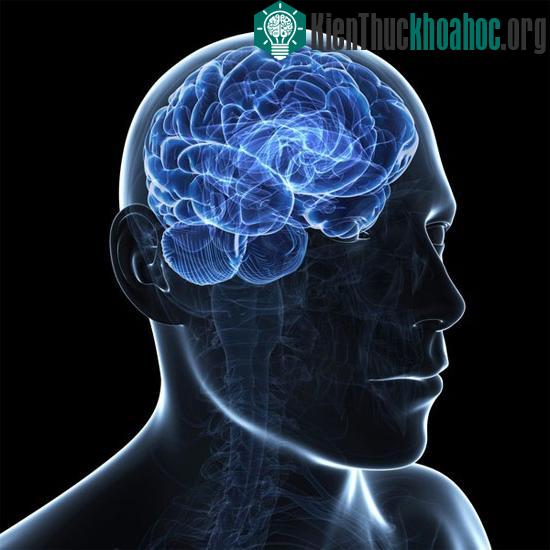 Khi theo dõi trận bóng, não người xem cũng tiết hormone testosterone tương tự như não của các cầu thủ đang thi đấu.