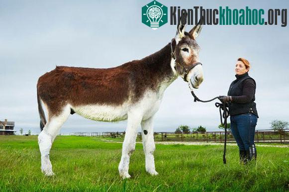 Tuyển tập những kỷ lục Guinness độc đáo và khác thường- ảnh 2