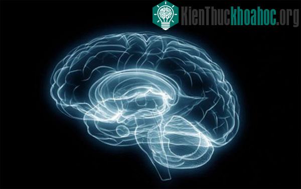 Vì sao chúng ta khó phát hiện lỗi chính tả của bản thân? ảnh 1