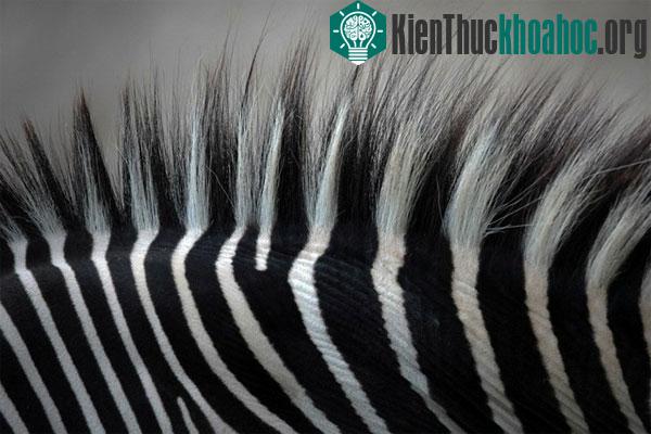 Sự thật ngựa vằn là trắng sọc đen hay đen sọc trắng? ảnh 1