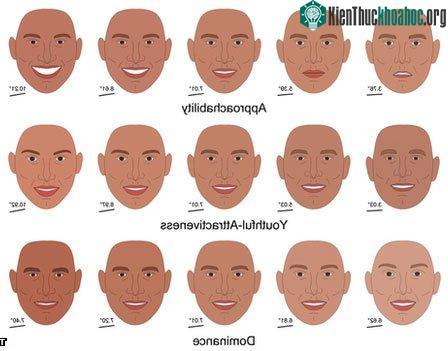Các đặc điểm khuôn mặt tạo ấn tượng (từ trên xuống dưới) khả năng tiếp cận được, sức hấp dẫn - sự tươi trẻ và uy thế theo mức độ tăng dần từ trái qua phải.