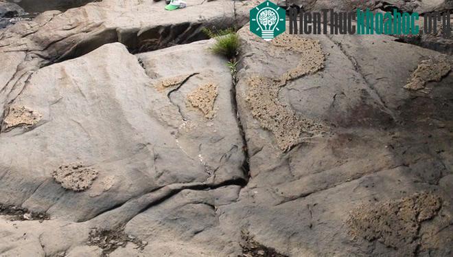 Phát hiện phiến đá nổi lên hình ảnh về bản đồ Việt Nam