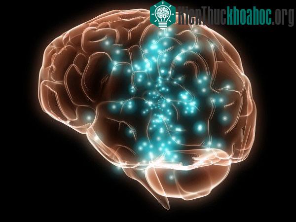 Cơ thể tốn ít glucose khi nhiệt độ lạnh sẽ giúp dự trữ đường cho hoạt động của não.
