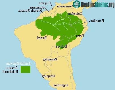 Rừng mưa, lưu vực sông Amazon chiếm tới 1/3 diện tích Nam Mỹ