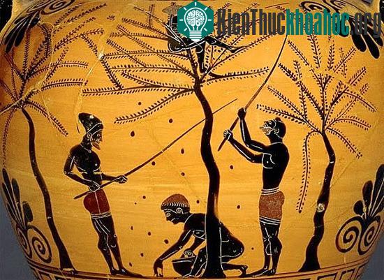 Dầu ô-liu là một phần không thể thiếu trong cuộc sống của người Hy Lạp. Không chỉ dùng để ăn uống, người Hy Lạp còn sử dụng nó trong việc tập thể dục hàng ngày