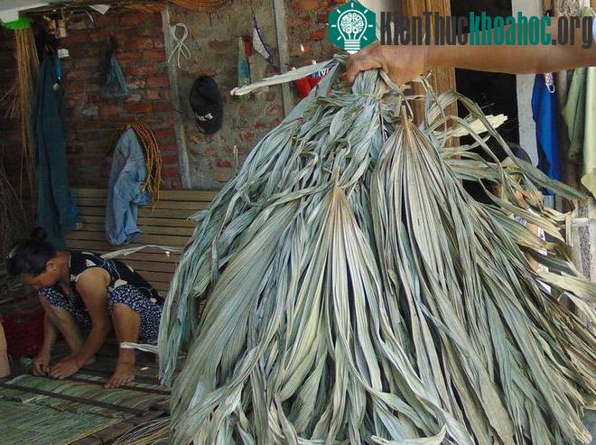 Làng làm áo tơi tất bật mùa nắng nóng
