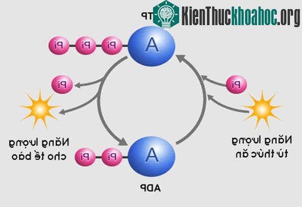 Giấc ngủ phục hồi ATP, nguồn năng lượng cung cấp cho các tế bào