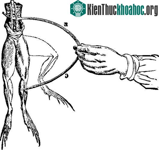 Nhà nghiên cứu Luigi Galvani đã thử dẫn điện vào chân một chú ếch và nhận thấy, phần chân bắt đầu co giật