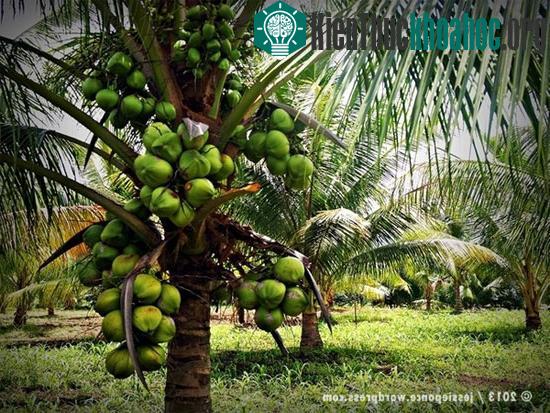 Ngửi mùi hương đặc trưng của các nước vòng quanh thế giới- ảnh 11