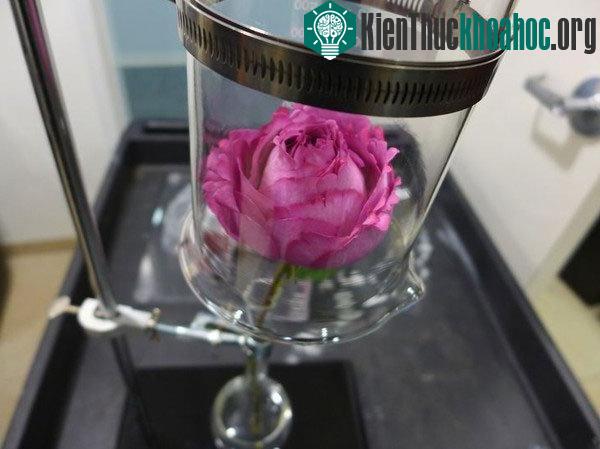 Câu chuyện về loại nước hoa kinh điển không phải ai cũng biết