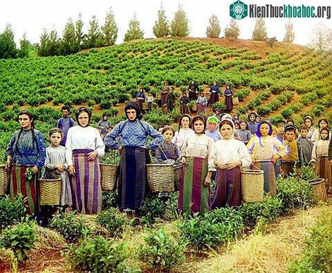 Người dân thu hoạch trà ở bên bờ biển Đen.