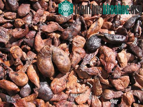 Những túi hương trong cơ thể hải ly sẽ được đem phơi khô dưới nắng