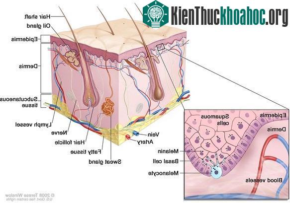 Phần bảo vệ da thực chất là sắc tố da melanin