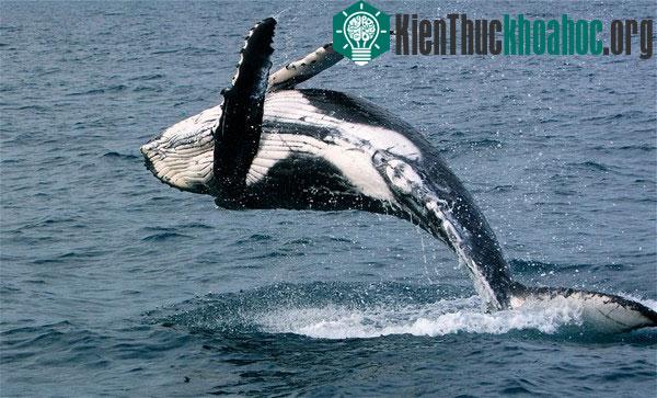 Những loài vật hoang dã tự tỏa mùi thơm giống hệt Hàm Hương