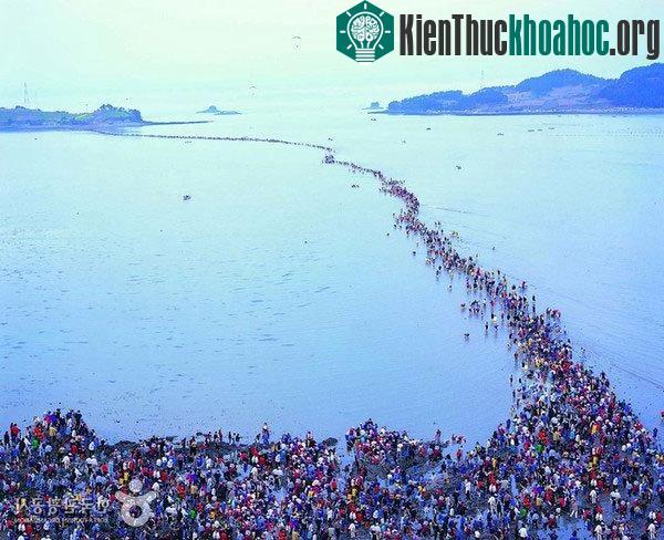 Hàng năm, người dân địa phương đều tổ chức lễ hội “Đường biển Jindo” đúng vào thời điểm con đường này xuất hiện.