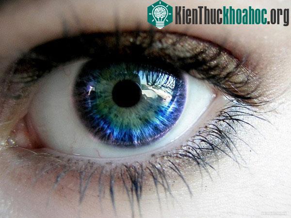 Mắt khủng long tinh tường chẳng qua vì to hơn mà thôi