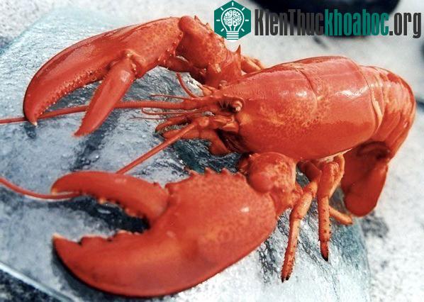 Tôm hùm không chịu tác động của quá trình lão hóa. (Ảnh: blogspot.com)