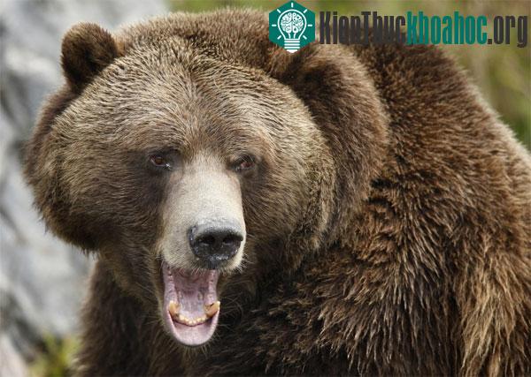 Thật kỳ diệu - Gấu không ăn mà vẫn qua được trời đông buốt giá.