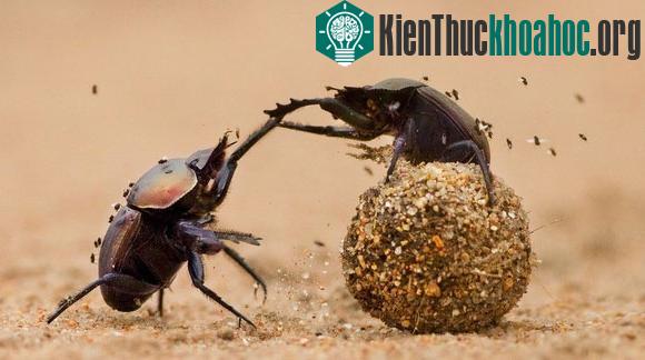 Lý giải tại sao người Ai Cập tôn sùng loài bọ hung ăn phân