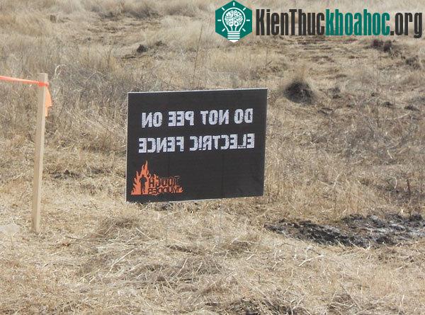 Tốt nhất các bạn đừng nên xả vào hàng rào điện