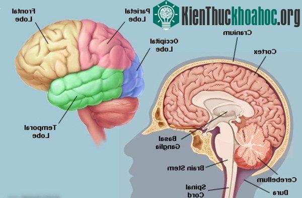 Liệu bộ não có bị "nổ tung" khi quá tải thông tin