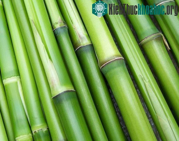 Khám phá bùa may mắn ở các nước trên thế giới