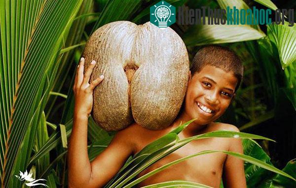 Phát minh mới này còn đưa ra giả thuyết tại sao hạt giống của loại dừa này lại lớn đến như vậy.
