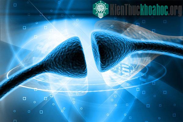 Trong khi ngủ, não bộ sẽ được dọn dẹp các kết nối thần kinh bị thừa