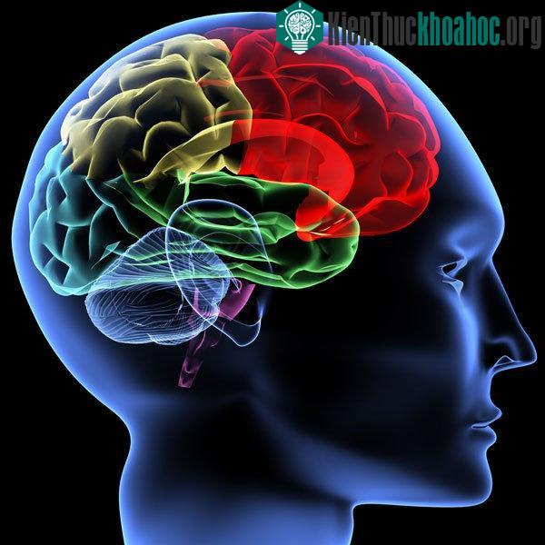 Cái chết thực sự phải là cái chết não?