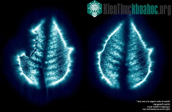Trong các bức ảnh xuất hiện ánh sáng lạ lùng