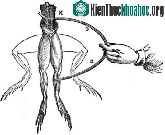 Điều gì sẽ xảy ra nếu "kích điện" vào bộ não chết