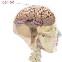 Bộ não của các thiên tài hoạt động như thế nào? (1) ảnh 2