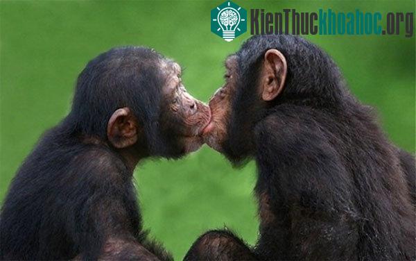 10 bí mật về nụ hôn