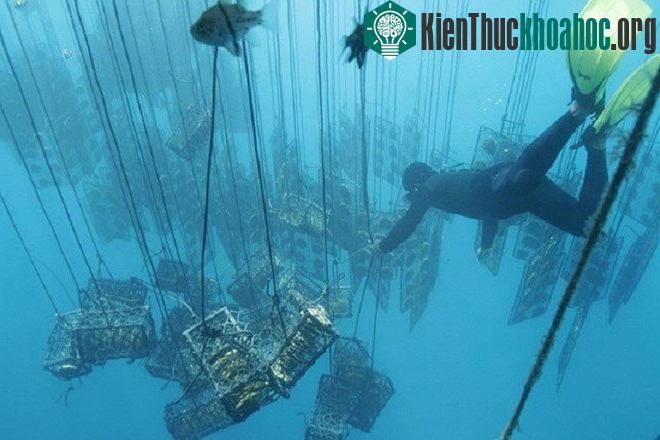 Những lồng nuôi trai dưới đáy đại dương.