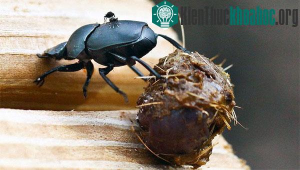 Lý giải tại sao người Ai Cập tôn sùng loài bọ hung ăn phân