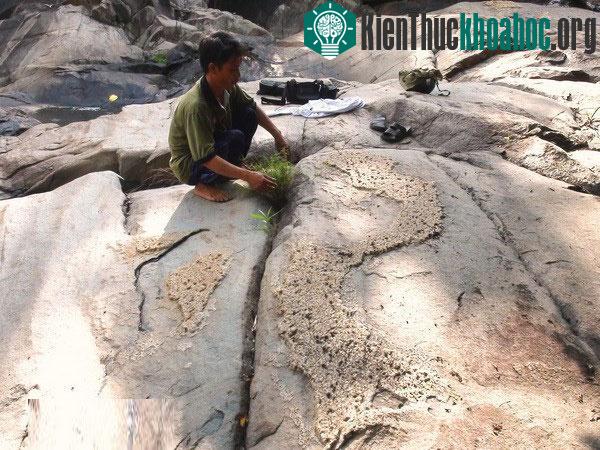 Phát hiện phiến đá nổi lên hình ảnh về bản đồ Việt Nam