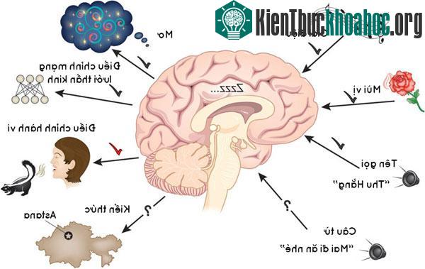 Giấc ngủ sẽ chiếu lại các sự kiện trong ngày, phục vụ việc ghi nhớ