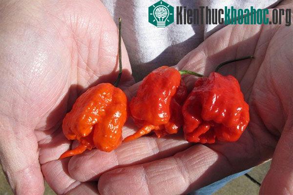 Ớt Carolina Reaper, loại ớt cay nhất thế giới​
