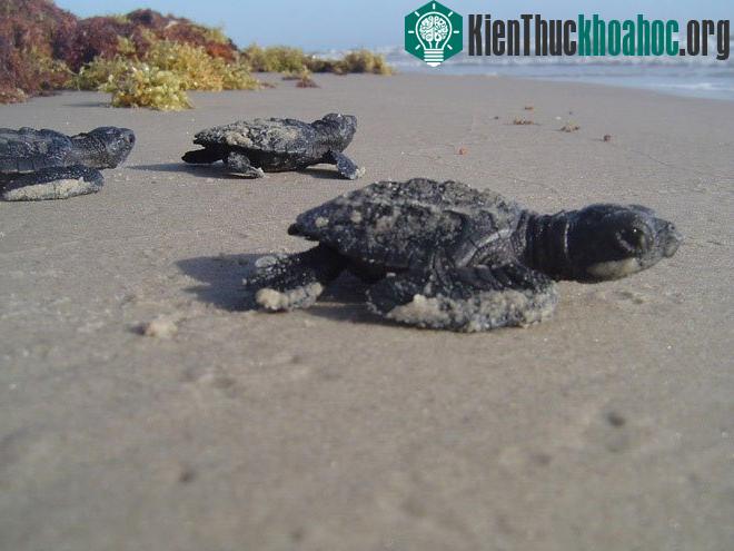 Vào khoảng tháng 6, tháng 7, những đàn rùa con bán đảo san hô Florida Keys, Mỹ, ở sẽ bắt đầu hành trình ra biển đầu tiên. Nơi đây là điểm đến của các nhà nghiên cứu sinh vật biển.