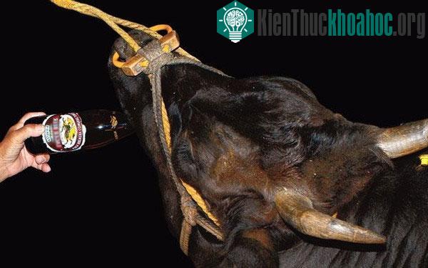 Câu chuyện bò Kobe uống bia là điều có thật và đã từng xảy ra.