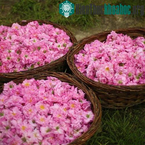 Ernest Beaux&nbsp;lấy hoa hồng và hoa nhài làm nguyên liệu cơ bản