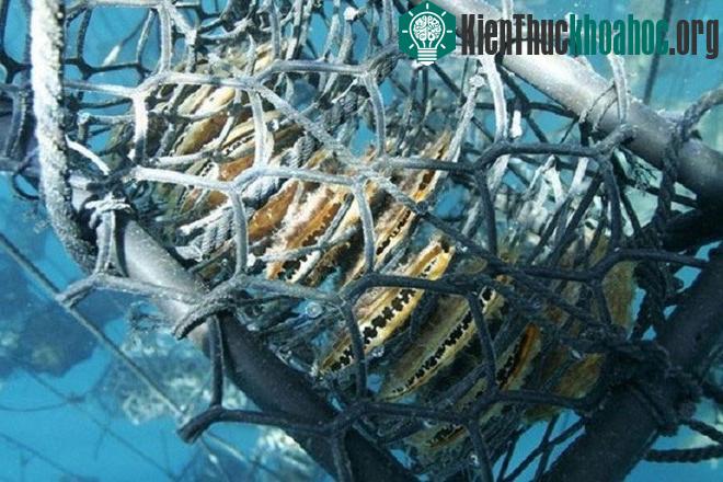 Hiện tại, chỉ có khu vực biển phía đông của Philippines mới có thể tìm thấy loại trai này.