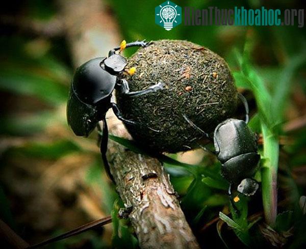 Lý giải tại sao người Ai Cập tôn sùng loài bọ hung ăn phân