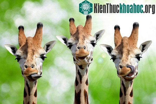 Những câu hỏi đơn giản vẫn khiến khoa học "bó tay"