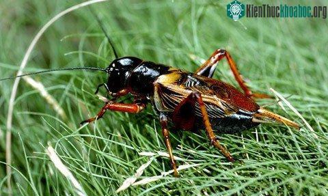 Khám phá bùa may mắn ở các nước trên thế giới