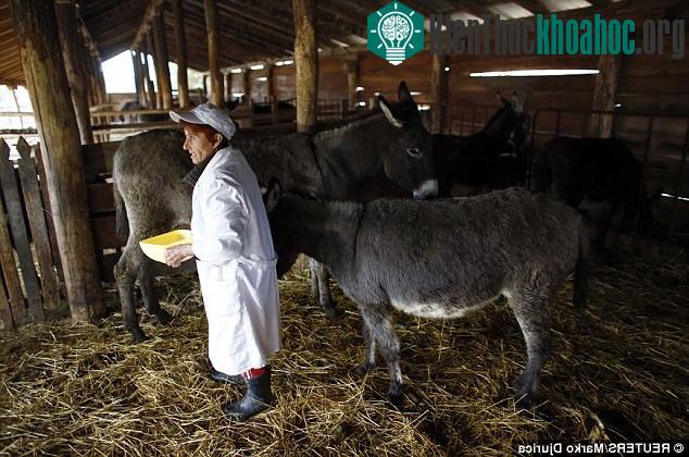 Chỉ những chú lừa Balkan ở Serbia mới cho ra sản phẩm pho mát thơm ngon, trắng muốt. (Ảnh: Reuters)