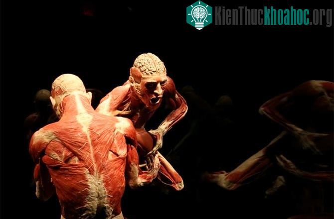 Điều gì xảy ra khi bạn hiến tặng cơ thể mình cho khoa học sau khi qua đời?