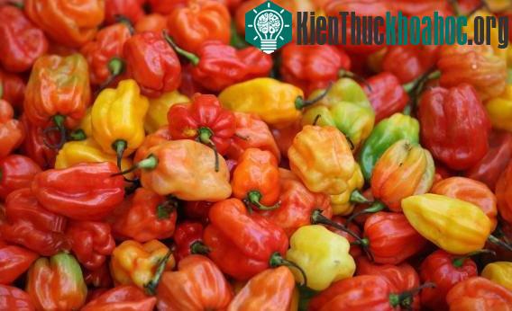 Tại sao con người thích ăn cay?