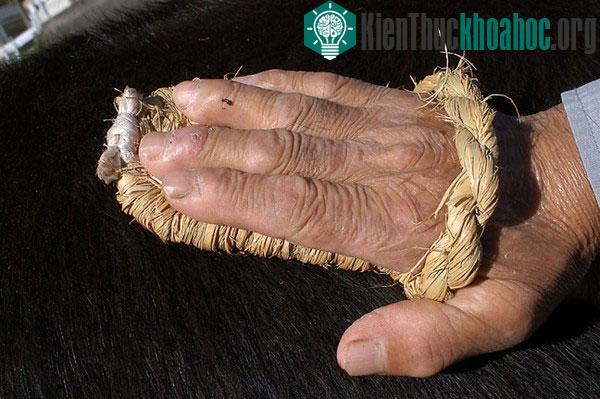 Chổi rơm được làm riêng để massage cho bò Kobe