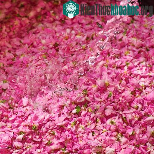 Hoa sử dụng để làm nước hoa Chanel được trồng riêng ở